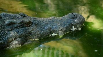 Crocodile or alligator in the river video