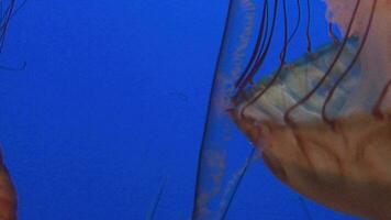 mar ortiga Medusa en su habitat 2 video