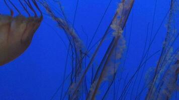 mar urtiga medusa dentro seus habitat 1 video