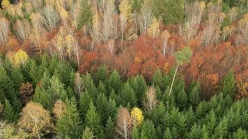 le forêt dans l'automne video