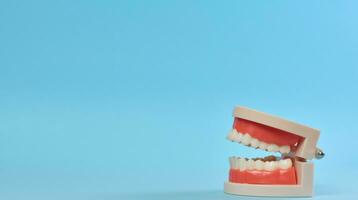 Plastic model of a human jaw with white teeth on a blue background photo