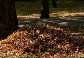 un pila de seco hojas en un parque en un otoño día, Ucrania foto