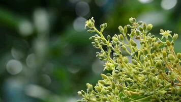 Flowers of avocado tree video