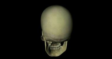 Schädel Schädel von ein Mensch Skelett im Drehung auf schwarz Hintergrund video