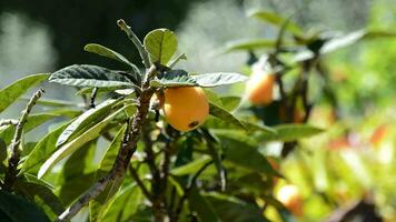 mispel i en gren av en loquat träd en solig dag video