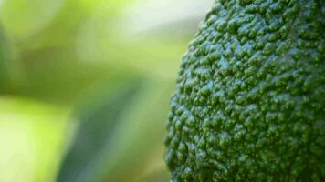 áspero piel de hass aguacate colgando en un aguacate árbol video