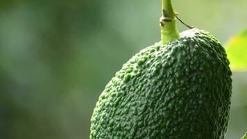 natuurlijk hass avocado fruit hangende in een avocado boom video