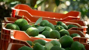 Avocat des boites dans plantation avec avocats fruit juste récolté video