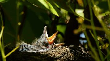 bebê pássaros dentro uma ninho com aberto bico video