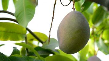 Mango fruit hanging at tree video