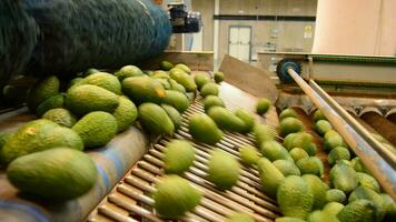 avocado's rollend inpakken lijn video