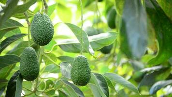 Hass avocados hanging in a avocado tree video