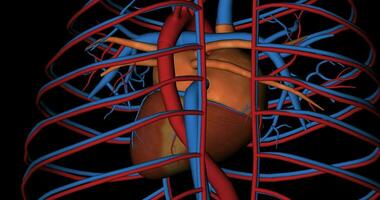 Heart, cava vein and aorta artery, in rotation video