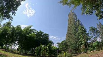 hora lapso vídeo el movimiento de árbol nubes como hora pasa video