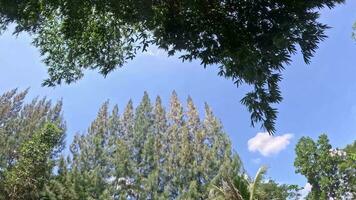 Time Lapse Video The movement of tree clouds as time passes.