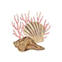 A scallop-shaped seashell and a spiral-shaped seashell on a pink coral background. Vector sea illustration in watercolor style. Greeting cards, invitations, covers, themed flyers and banners.