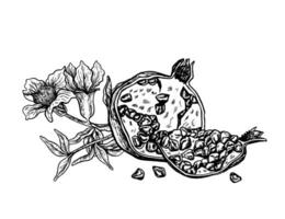 Half and slice of pomegranate with flowering branch, hand drawn black and white graphic vector illustration. Isolated on a white background. For packaging, banners and menus, textiles and posters.