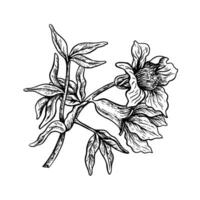 Blooming pomegranate branch, hand drawn black and white graphic vector illustration. Isolated on a white background. Design element for packaging, labels. For banners and menus, textiles and posters.