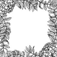 Frame of rowan elements, fruits and leaves, hand drawn black and white graphic vector illustration. Isolated on a white background. Design element for packaging, banners and menus, textiles and poster