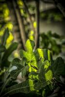 Green fig tree leaves under rays of sunlight photo