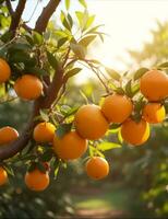 naranjas creciente en árbol huerta ai generado foto