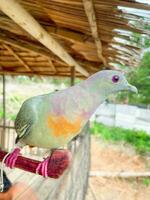 hermosa paloma pájaro es relajante en el tropical bosque foto