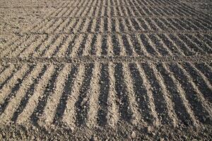 arado suelo en un campo durante preparación para cebolla semilla siembra en Bangladesh foto