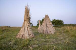 Many Jute sticks are stacked for sun drying in a field at Sadarpur, Faridpur, Bangladesh. One and only Jute cultivation is in Faridpur, Bangladesh photo