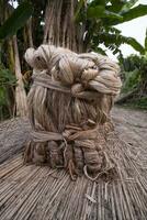 A thick brown  bundle of raw jute has on the ground. This is the Called Golden Fiber in Bangladesh photo