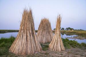 Many Jute sticks are stacked for sun drying in a field at Sadarpur, Faridpur, Bangladesh. One and only Jute cultivation is in Faridpur, Bangladesh photo