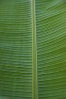 Natural green banana leaves pattern abstract Texture background wallpaper photo