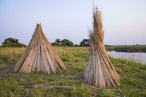 Many Jute sticks are stacked for sun drying in a field at Sadarpur, Faridpur, Bangladesh. One and only Jute cultivation is in Faridpur, Bangladesh photo