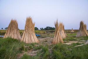 Many Jute sticks are stacked for sun drying in a field at Sadarpur, Faridpur, Bangladesh. One and only Jute cultivation is in Faridpur, Bangladesh photo