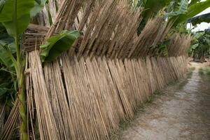 muchos yute palos son apilado para Dom el secado a sadarpur, faridpur, bangladesh uno y solamente yute cultivo es en faridpur, Bangladesh foto