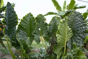 Green Alocasia or Elephant ear  tree plant Natural Texture background photo