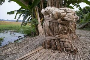 A thick brown  bundle of raw jute has on the ground. This is the Called Golden Fiber in Bangladesh photo