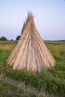 Many Jute sticks are stacked for sun drying in a field at Sadarpur, Faridpur, Bangladesh. One and only Jute cultivation is in Faridpur, Bangladesh photo