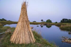 Many Jute sticks are stacked for sun drying in a field at Sadarpur, Faridpur, Bangladesh. One and only Jute cultivation is in Faridpur, Bangladesh photo