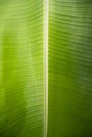Natural green banana leaves pattern abstract Texture background wallpaper photo