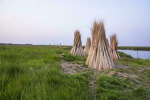 Many Jute sticks are stacked for sun drying in a field at Sadarpur, Faridpur, Bangladesh. One and only Jute cultivation is in Faridpur, Bangladesh photo