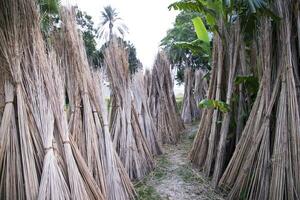 Many Jute sticks are stacked for sun drying at Sadarpur, Faridpur, Bangladesh. One and only Jute cultivation is in Faridpur, Bangladesh photo