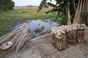 A thick brown  bundle of raw jute has on the ground. This is the Called Golden Fiber in Bangladesh photo