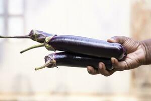 Fresco orgánico vegetales brinjal en mano participación con superficial profundidad de campo foto