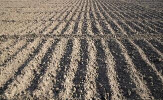 plowed soil  in a field during preparation for onion seed sowing in Bangladesh photo