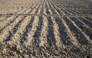 plowed soil  in a field during preparation for onion seed sowing in Bangladesh photo