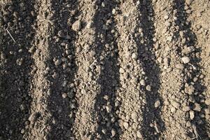 plowed soil  in a field during preparation for onion seed sowing in Bangladesh photo