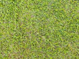 Green Grass Texture photo