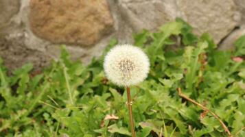 Fresh Dandelion Image photo