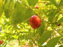 Red Tropical Fruit photo