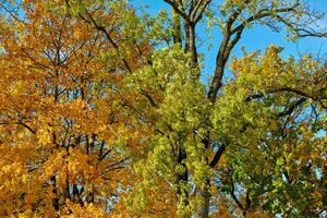 Golden Autumn Foliage Under Tranquil Sunlit Sky. photo